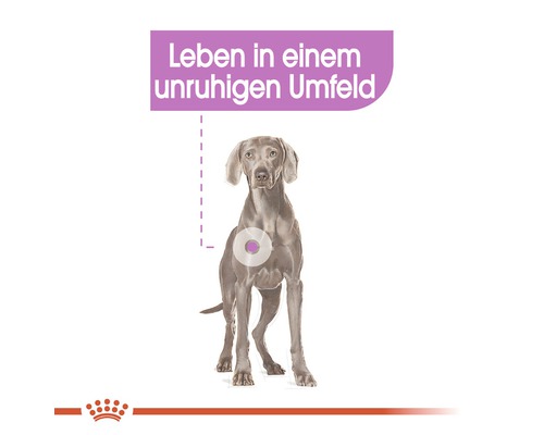 Ein stehender Hund im Zusammenhang mit dem Text ''Leben in einem unruhigen Umfeld''