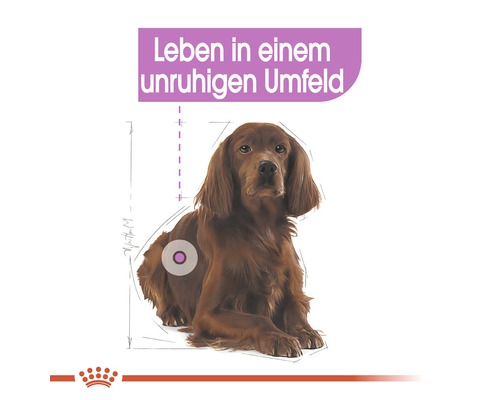 Hund in unruhiger Umgebung