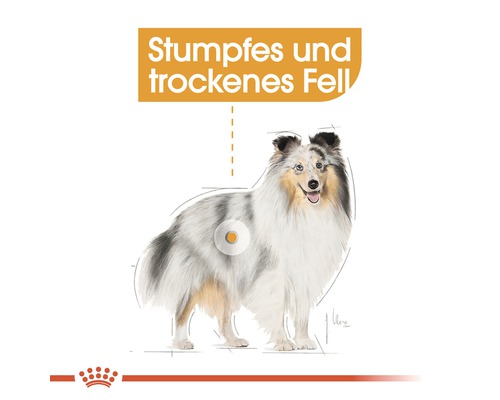 Illustration eines Hundes mit stumpfem und trockenem Fell