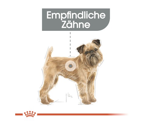 Illustration eines Hundes mit empfindlichen Zähnen