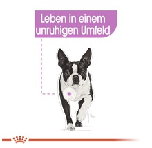 Illustration eines Hundes in einer unruhigen Umgebung