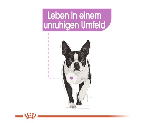 Illustration eines Hundes in einer unruhigen Umgebung