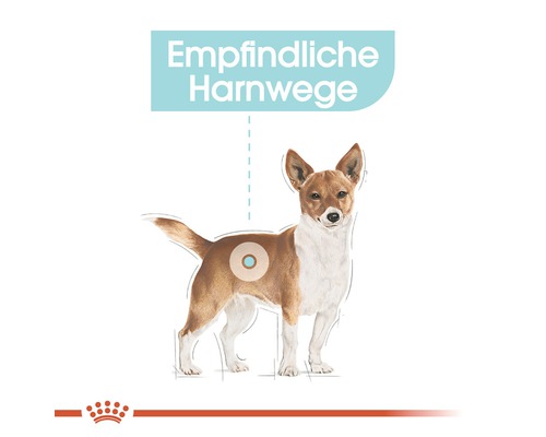 Illustration eines Hundes mit dem Hinweis Empfindliche Harnwege
