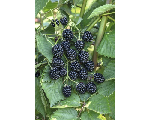 Bio Stachellose Brombeere Hof:Obst Rubus fruticosus 'Navaho® Big Easy' H 30-40 cm Co 3,4 L sehr aromatisch