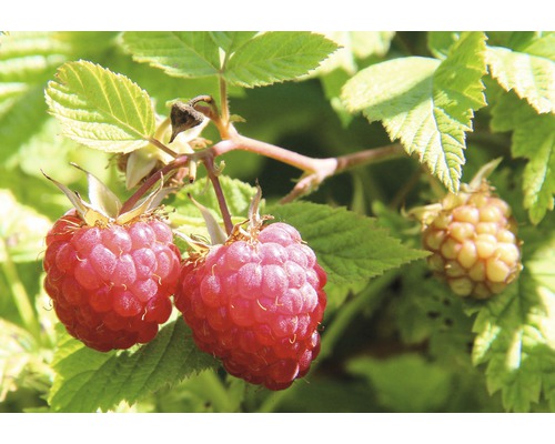 Bio Herbst-Himbeere Hof:Obst Rubus idaeus 'Autumn Belle' ® H 30-40 cm Co 3,4 L kräftiger Strauch, (fast )dornenlos