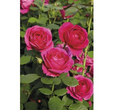 Nahaufnahme von rosa Rosenblüten mit grünen Blättern