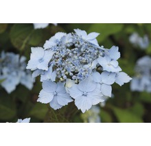 Nahaufnahme einer Tellerhortensie mit blauen Blüten