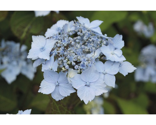 Nahaufnahme einer Tellerhortensie mit blauen Blüten