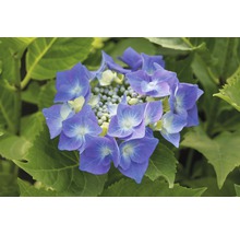 Blaue Tellerhortensie 'Blaumeise' Hydrangea macrophylla 'Blaumeise' H 30-40 cm Co 5 L-thumb-1
