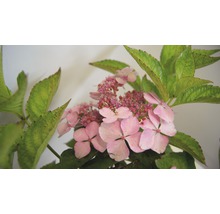 Nahaufnahme einer Tellerhortensie mit Blüten und Blättern