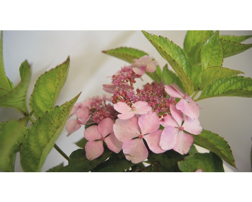 Nahaufnahme einer Tellerhortensie mit Blüten und Blättern