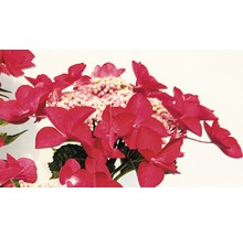 Nahaufnahme einer Hortensienblüte