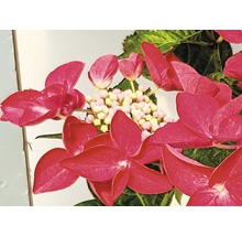 Nahaufnahme einer roten Hortensienblüte