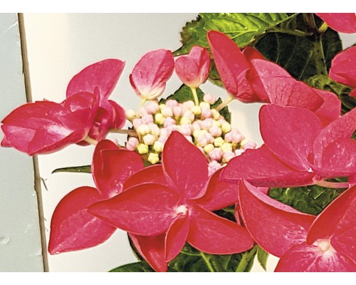 Nahaufnahme einer roten Hortensienblüte