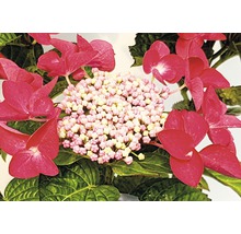 Nahaufnahme einer Hortensienblüte mit rosa Blütenblättern und grünen Blättern.