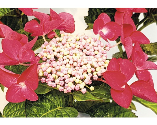 Nahaufnahme einer Hortensienblüte mit rosa Blütenblättern und grünen Blättern.