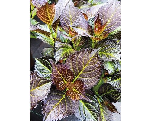 Nahaufnahme einer Tellerhortensie mit violetten Blättern und gelben Blattadern.