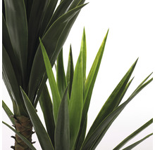 Nahaufnahme einer Yucca-Palme mit grünen Blättern
