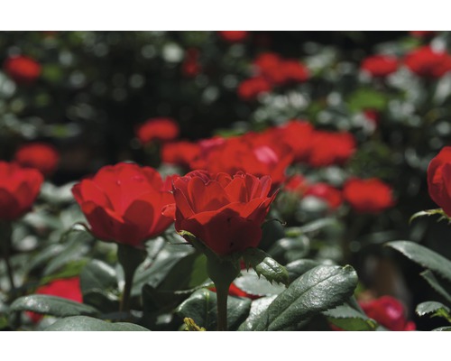 Nahaufnahme von roten Rosenblüten im Garten.