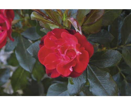 Nahaufnahme einer roten Rose mit grünen Blättern