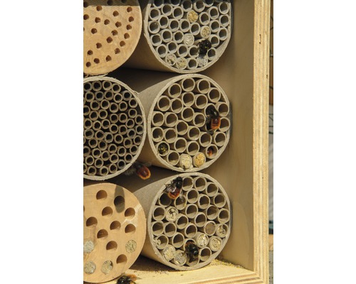 Insektenhotel mit verschiedenen Nistmöglichkeiten und Wildbienen
