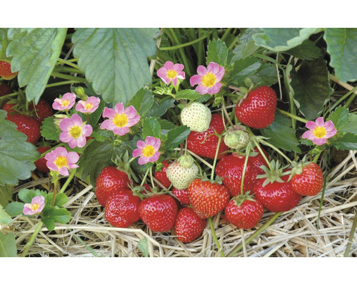 Bio Erdbeere Hummi® Merosa FloraSelf Floralie Gärtnern mit Kids Ø 9 cm Topf