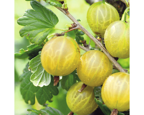 Bio Gelbe Stachelbeere Hof:Obst Ribes uva-crispa 'Solemio'H 30-40 cm Co 3,4 L