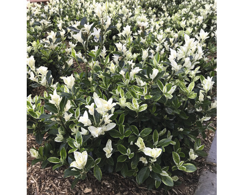 Im Bild ist eine Hecke aus Spindelstrauch zu sehen.