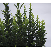 Japanischer Spindelstrauch 'Green Spire ' FloraSelf Euonymus japonicus 'Green Spire' H 20-30 cm Co 2 L-thumb-1