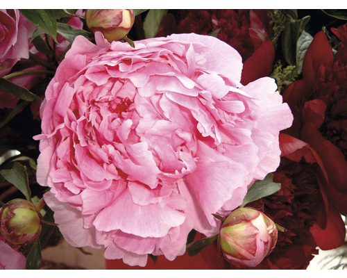 Nahaufnahme einer pinkfarbenen Pfingstrose mit Blütenknospen