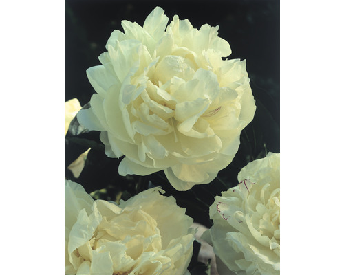 Nahaufnahme von Pfingstrosenblüten