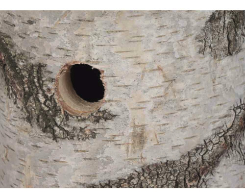 Nahaufnahme eines Birkenstammes mit einem runden Loch, das in das Holz gebohrt wurde.