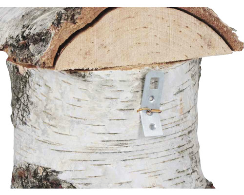 Detailansicht Birkenstamm mit Metallhalterung zur Befestigung