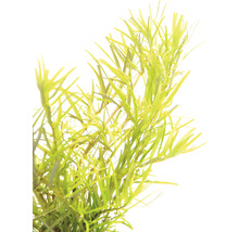 Wasserpflanze zur Dekoration von Aquarien