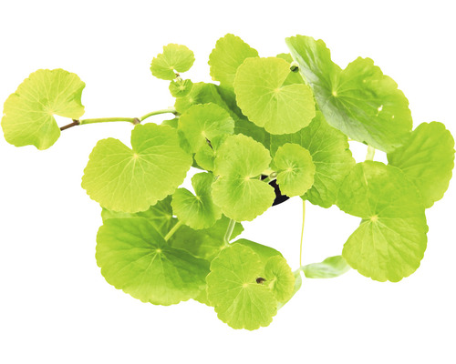 Indischer Wassernabel im Topf