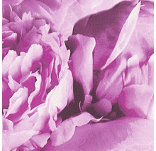 Vliestapete 37398-1 Neue Bude - Edition II Rosenblüten pink-thumb-3