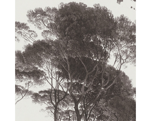 Fototapete mit Baum-Motiv