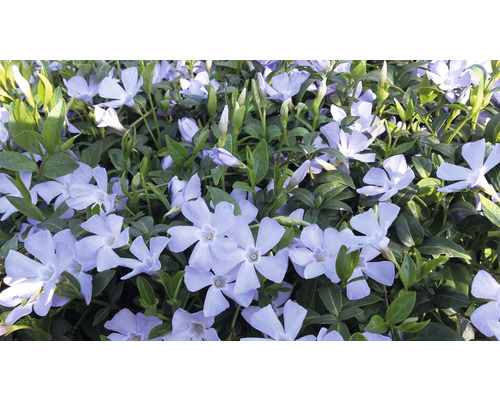 Kleines Immergrün FloraSelf Vinca minor 'Valentin' 5/7 Triebe Ø 9 cm Topf