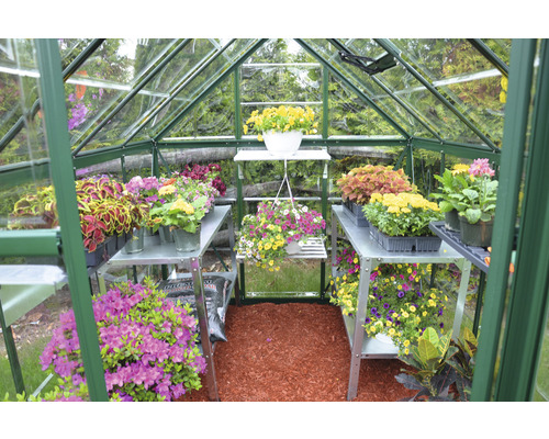 Gewächshaus mit Regalen und verschiedenen Pflanzen.