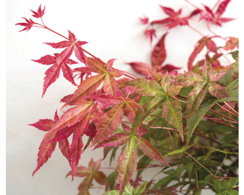 Nahaufnahme eines Fächerahorns mit roten und grünen Blättern.