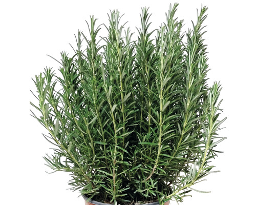 Rosmarinpflanze im Topf