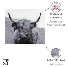 Dekorplatte mit einem Highlandrind-Motiv, kratz- und schlagfest, aus gehärtetem Glas
