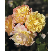 Nahaufnahme von gelben Rosenblüten mit rosa Akzenten.