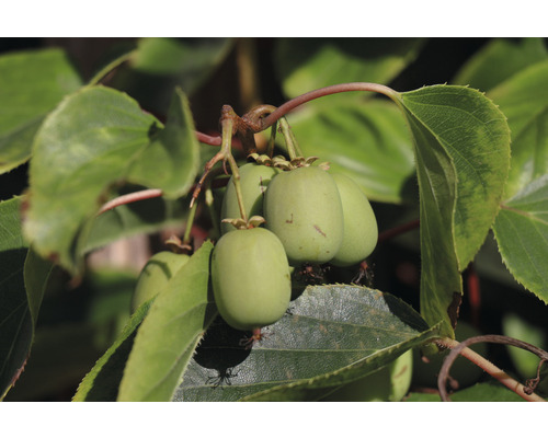 Mini-Kiwi-Früchte auf der Pflanze