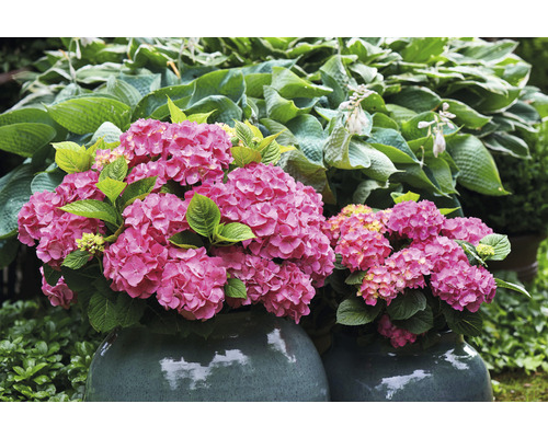 Zwei Hortensienpflanzen mit rosa Blüten in Töpfen im Garten.