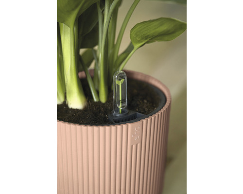 Pflanze in einem Topf mit Bewässerungsanzeige