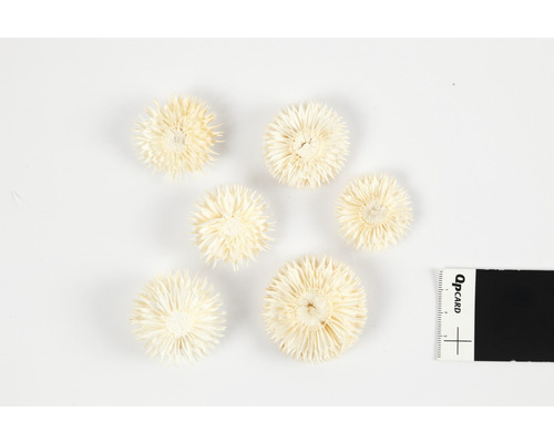 Sechs Strohblumen auf einem Tisch