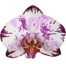 Einzelne Orchideenblüte