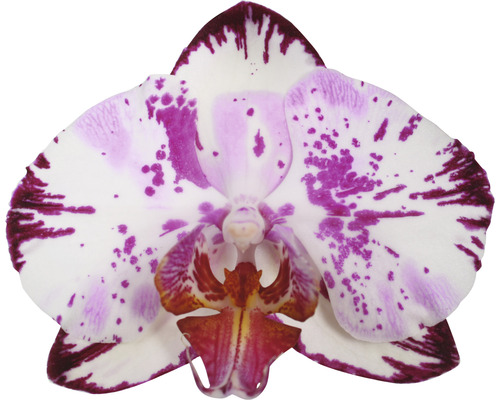 Einzelne Orchideenblüte