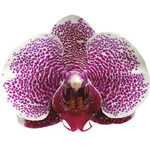 Nahaufnahme einer Phalaenopsis-Orchideenblüte